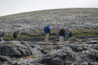 Exposures along margins of country road R477 of Dinantian Burren Limestone Formation. These Carboniferous limestons are composed of shallow water carbonates. Note the clints (limestone blocks) and grikes (joints and fractures) extensively enlarged by Pleistocene dissolution. Topography almost devoid of vegetation, though when it occurs it fills prominent grikes.